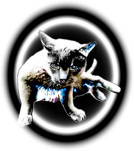 Cool Cat #2